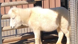 エリカちゃんかわいい♪【2023年2月16日】【上野動物園】与那国馬