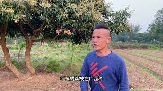 广东黑叶荔枝种到广西灵山县，每年都开花结果丰产