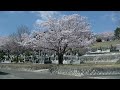 宇都宮市・お墓・北山霊園は桜の季節・石のやたべ