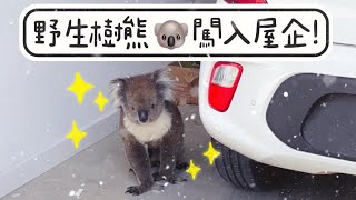 ￼突發!野生樹熊入咗屋企￼?! /Koala￼RescueTeam