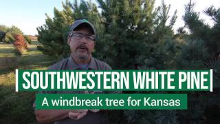 Southwestern White Pine for Windbreaks in Kansas