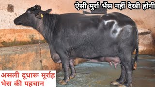 हरियाणा मूर्राह की खान-Super Quality Murrah buffalo @28-30 Kg Milk Capacity,,Village.Gadoli,Gurugram