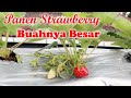 PANEN BUAH STRAWBERRY DI KEBUN ATAP RUMAH