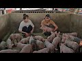 Catching pigs to sell to traders.  Take care of the sows with her daughter.  (Episode 152).