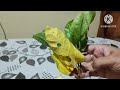 online hibiscus plant unboxing and review ...