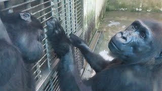 小金剛Ringo與媽媽在等吃飯Little gorilla Ringo and mama are waiting the meal time