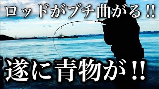 堤防からワラサが釣れた‼︎