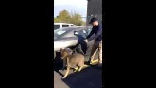 St Louis County PD: K9 Unit training searching for narcotics