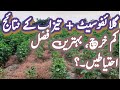 How to improve Glyphosate Efficiency | Glyphosate & acid spray results | weeds control in cotton.