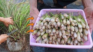 Tips for growing lemongrass at home to make spices are extremely convenient