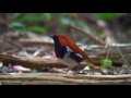 アカヒゲ（2）奄美 ryukyu robin 国指定天然記念物 国内希少野生動植物種 wild bird 野鳥 動画図鑑