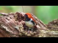 アカヒゲ（2）奄美 ryukyu robin 国指定天然記念物 国内希少野生動植物種 wild bird 野鳥 動画図鑑