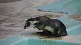 野毛山動物園　赤ちゃんペンギンのゴハン