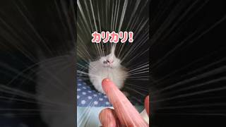 【しゃべる猫】食べるのが下手くそで顔にカリカリ付ける猫 #Shorts