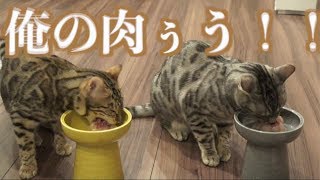 最近のルトとロゼの食事風景 最近のルトとロゼの食事風景