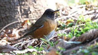 蟹ヶ谷公園のオオアカハラ（雄）その２６（4K60P動画）