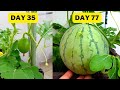 Growing melon in pot 2024 ! | seed to harvest in 83 days!