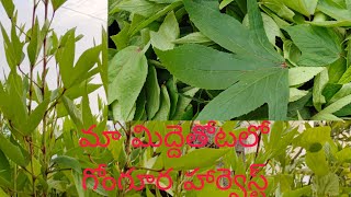 మా మిద్దెతోటలో గోంగూర హార్వెస్ట్ #my terrace garden gongura harvester #Jayacreatives