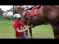 Parte 3 Como selar o Cavalo