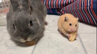 うさぎとハムスターの日常🐰🐹