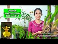 How to plant Oncidium orchids in Sinhala 2023/ "කැන්ඩියන් ඩාන්සර්" ඕකිඩ් /dancing lady orchids care