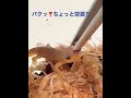 サメハダイモリ給餌　パクッが可愛い💕