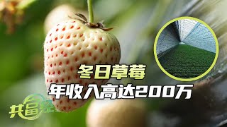 年收入200万，无需土壤也能种草莓？惊人的大棚草莓种植方法：提高成活率，降低病害损伤！|「共富经」20240205