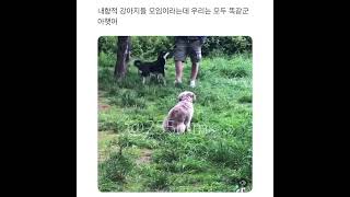 내향적인 강아지 모임ㅋㅋ