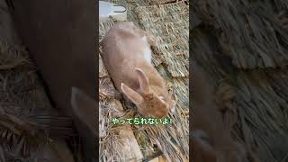 爪切り後の極上マッサージを堪能するうさぎ #rabbit #bunny #cute