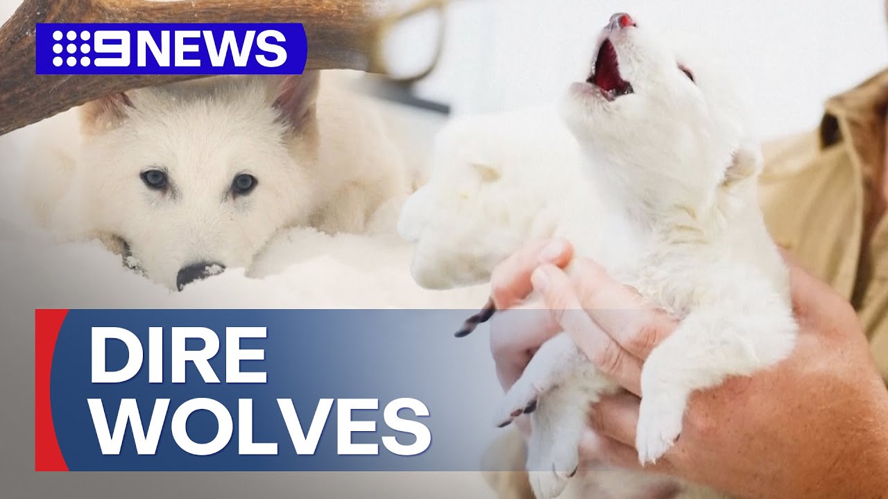 Scientists Help Birth Dire Wolves 12 500 Years After They Became