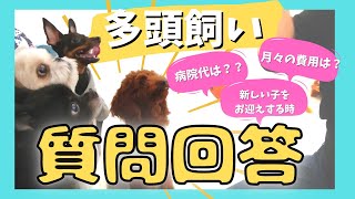 多頭飼い出会いから生活費まで～チワワ・シーズー・ミニチュアピンシャー・トイプードル