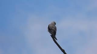 Black-shouldered Kite,  Wooroolin Wetlands near Kingaroy Qld