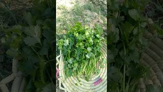 Coriander Harvest Dhaniya #trending #viral #shorts