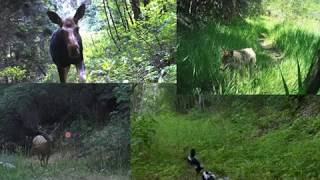 Wasatch Wildlife Watch Training Video 1 - Background