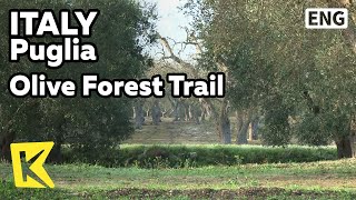 【K】Italy Travel-Puglia[이탈리아 여행-풀리아]끝없는 올리브 숲길/Olive Forest Trail/Walking/Salento Peninsula