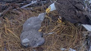 Clive 🦅 feedings fish 🐟 to CE13 | Captiva Eagle Cam | Jan 21, 2025