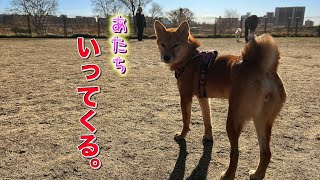 Shiba Inu running with all his might in the dog run, overwhelmed by the exhilaration!