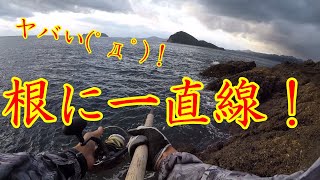 磯を駆ける…vol.17#ショアプラッキング #ヒラマサ #トップウォーター #釣り#魚食協会ch