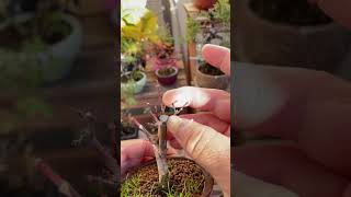 [bonsai vlog]モミジの葉刈りと剪定 2／Maple leaf cutting and pruning 2 #shorts