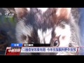 鼬獾染狂犬病疫情再起 台東發現三例 20160602 公視中晝新聞新聞