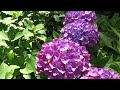 ２０１６紫陽花・あじさい寺～千光寺（福岡県久留米市）