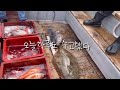 참돔낚시 초보참돔낚시 드디어 참돔을 낚았습니다~🐠 고흥 녹동항 여자낚시