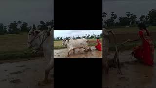 మా పొలం లో ఆకుమడికి దున్నుతున్నాము # shorts #youtubeshorts  #ytshorts #farming🌾🌾🌾🌾🌾🌾