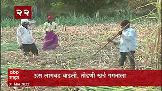 Sugarcane : ऊस लागवड वाढल्यामुळे ऊस तोडणीची मजुरी गगनाला,  दारू आणि मटणाच्या जेवणाचीही मागणी