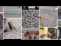 Saving Lives, One Paw at a Time Introducing Our Dog Rescue Foundation.🐾🐶