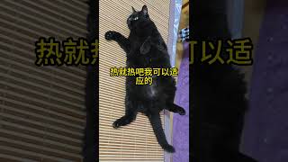 夏天来了，猫咪都热成等腰三角形了