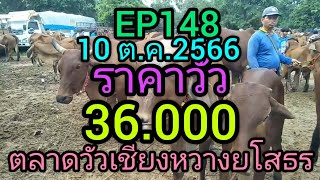 EP148(10 ต.ค.2566)ตลาดวัวเชียงหวางยโสธร#ราคาวัววันนี้ #วินวาว่านชาแนล