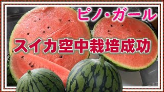 【小玉スイカ空中栽培で育てたピノガール大成功2022年夏】ピノガール甘くて最高!! 4, 5㎏の大物に2022年8月13日【適当ガーデン】