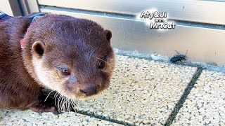 小さな友達にそっと優しく接するカワウソにほっこり [Otter Life Day 860]