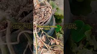 বাঙ্গি গাছ কেটে ফেললাম, কারণ। #gardeningplants #gardeningbangladesh #tomatogarden #gardening